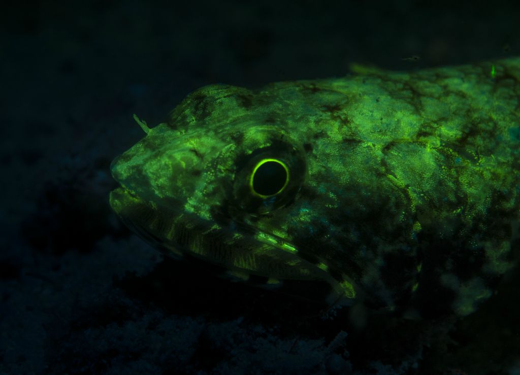Fluorescence-Lizardfish